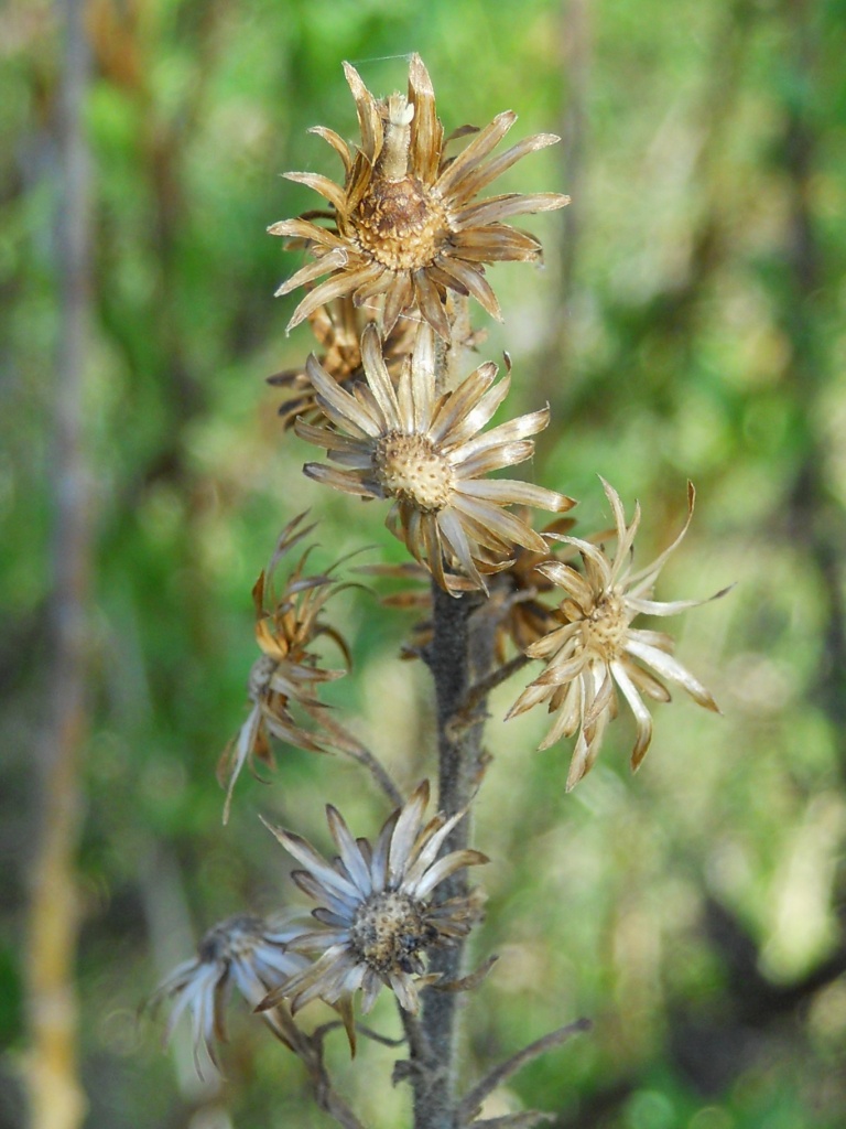 Dittrichia viscosa